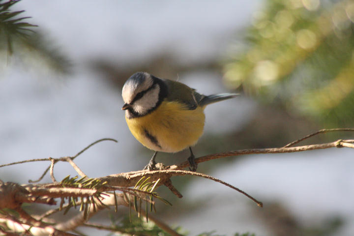 Blaumeise / blue tit