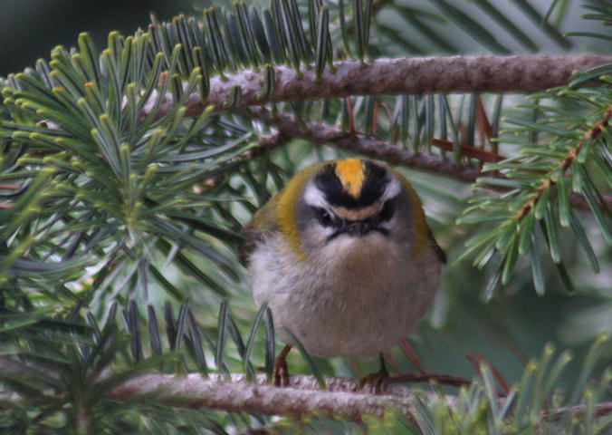 Sommergoldhhnchen / Firecrest / Roitelet triple-bandeau