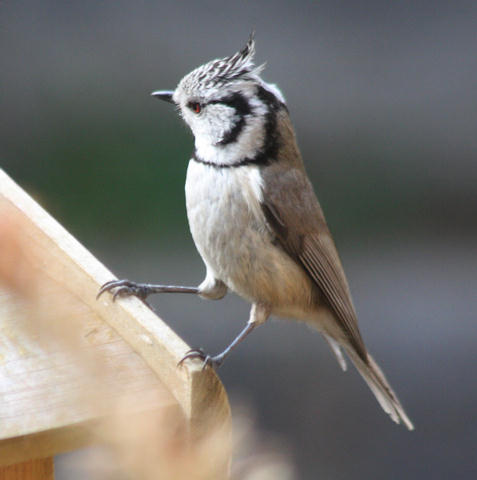 Haubenmeise / crested tit