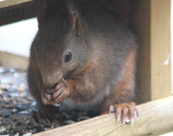 Dieb im Vogelhuschen / thief on the bird table