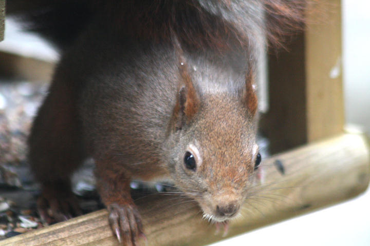 Dieb im Vogelhuschen - schuldbewusst? / thief on the bird table - caught!