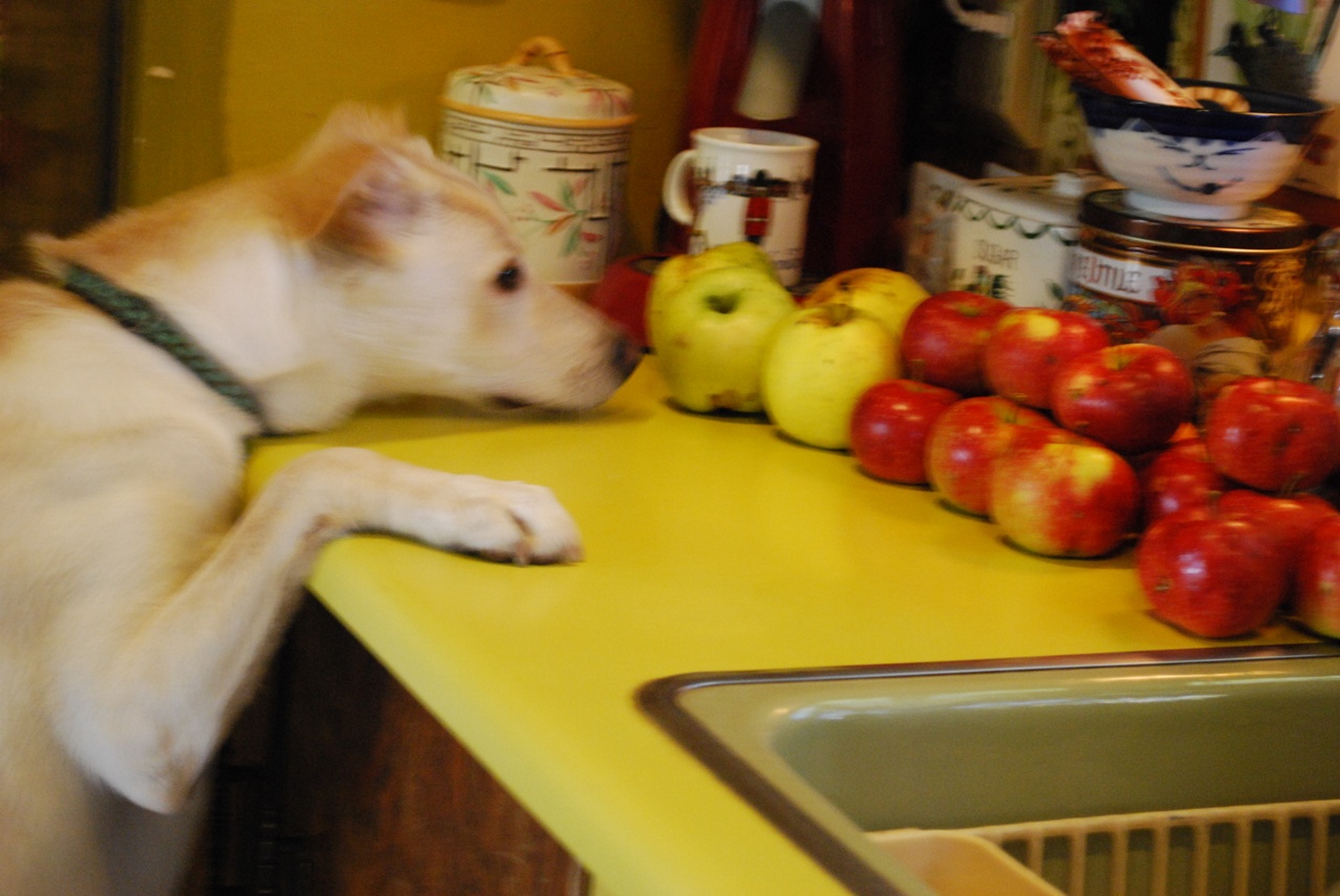 The Apple Inspector