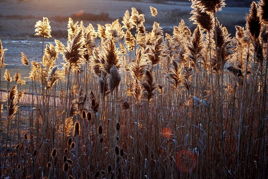 Backlit Grasses