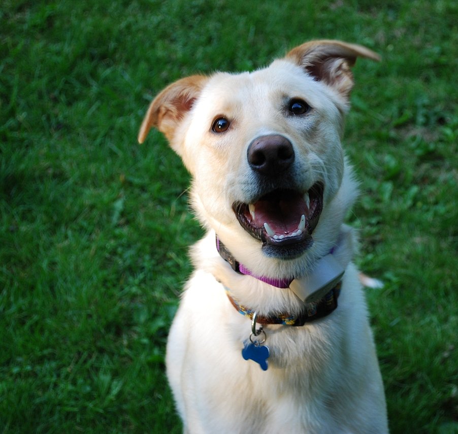 The Smiling Dog