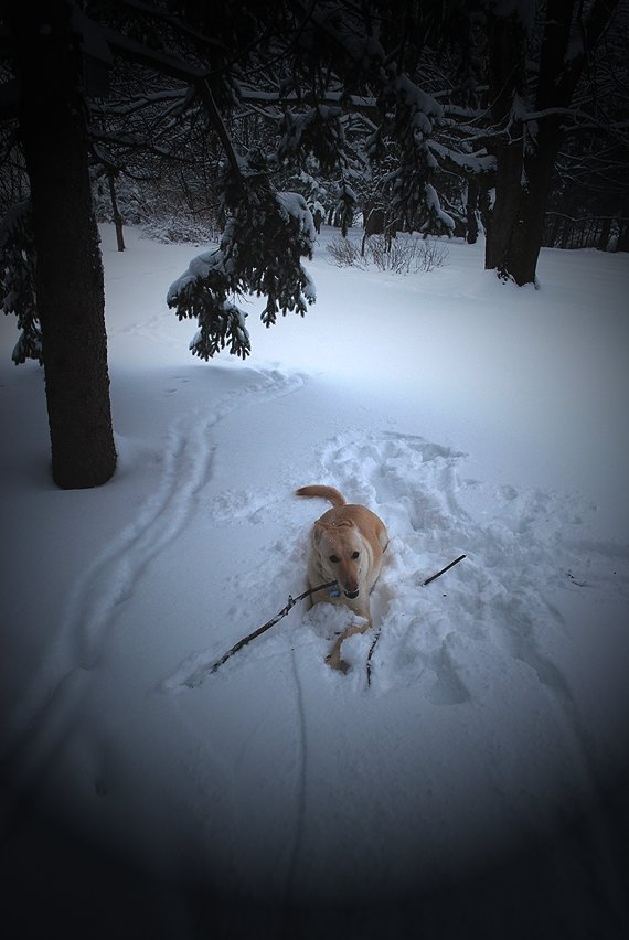 Dogs Make Snow Angels, Too...