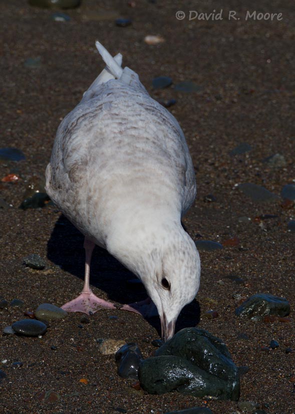 Iceland Gull