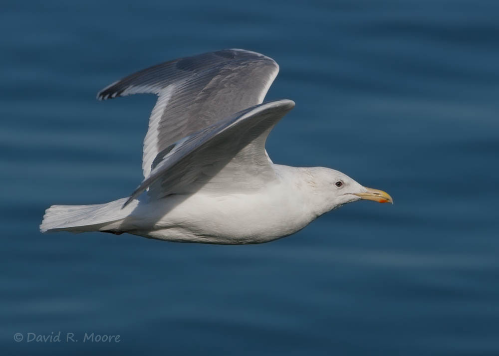 Glaucous-winged Gull