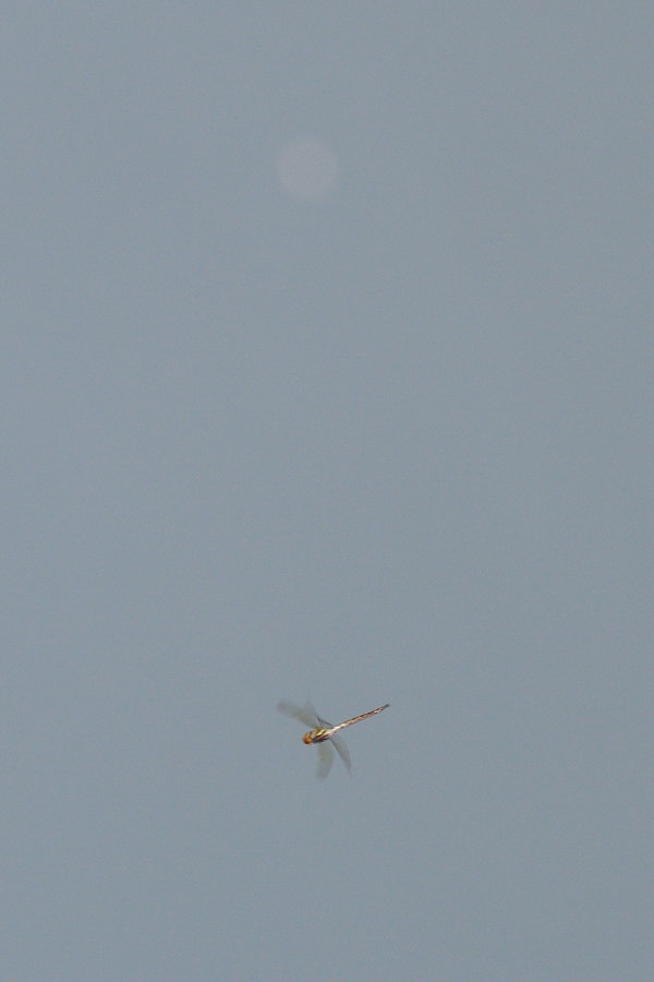 DragonFly and gnat orb.jpg