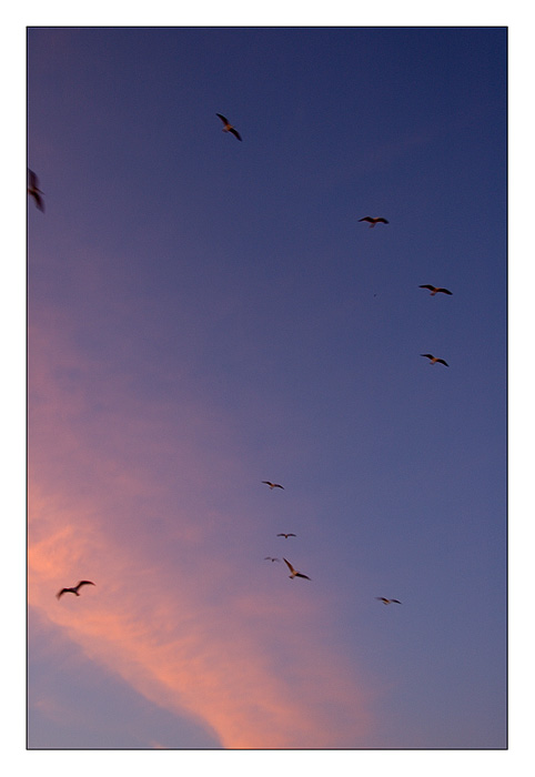 Al vuelo