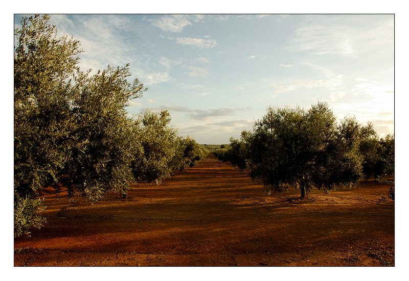 Olivar