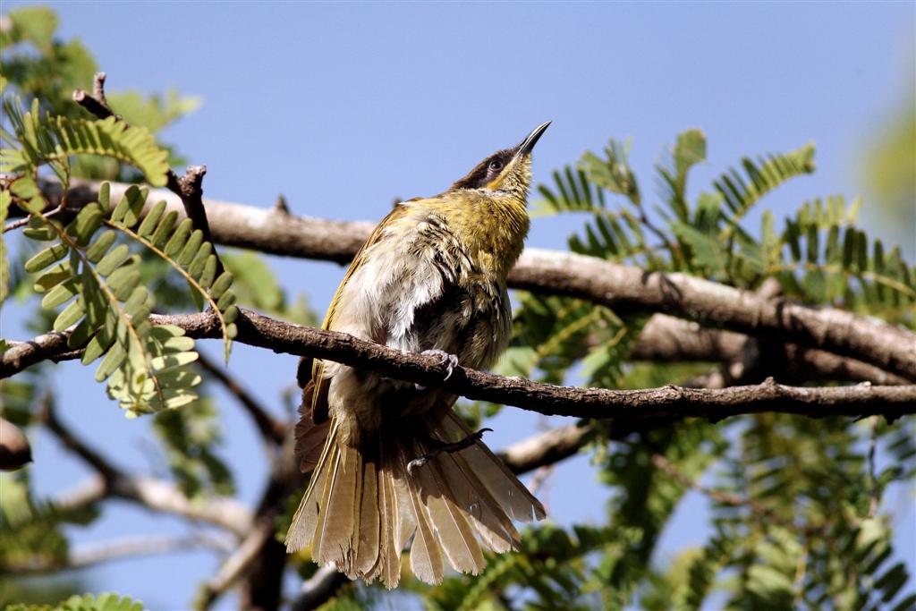 Varied Honeyeater