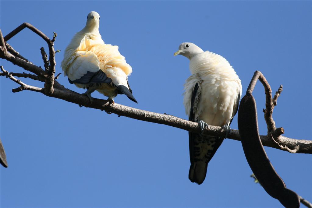 Pied Imperial Pigeon