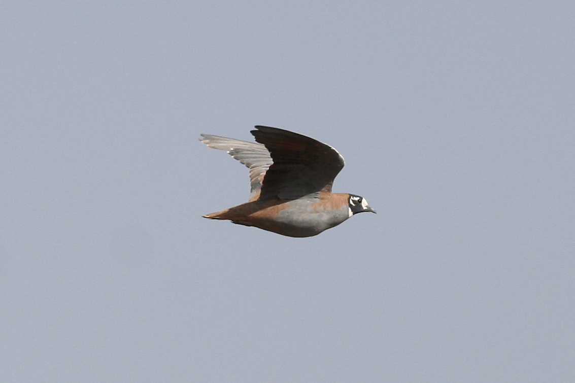 Flock Bronzewing