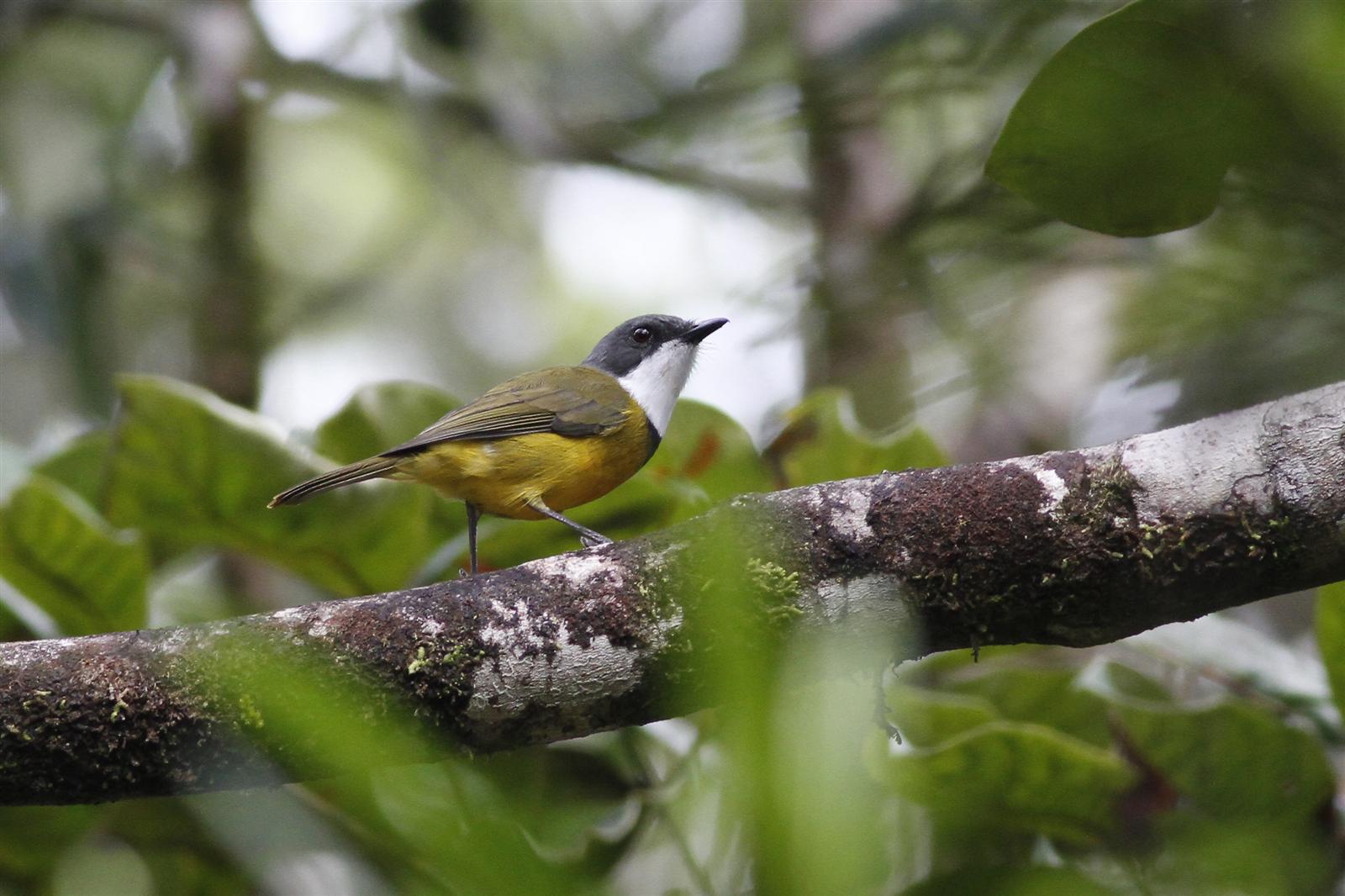 Melanesian Whistler