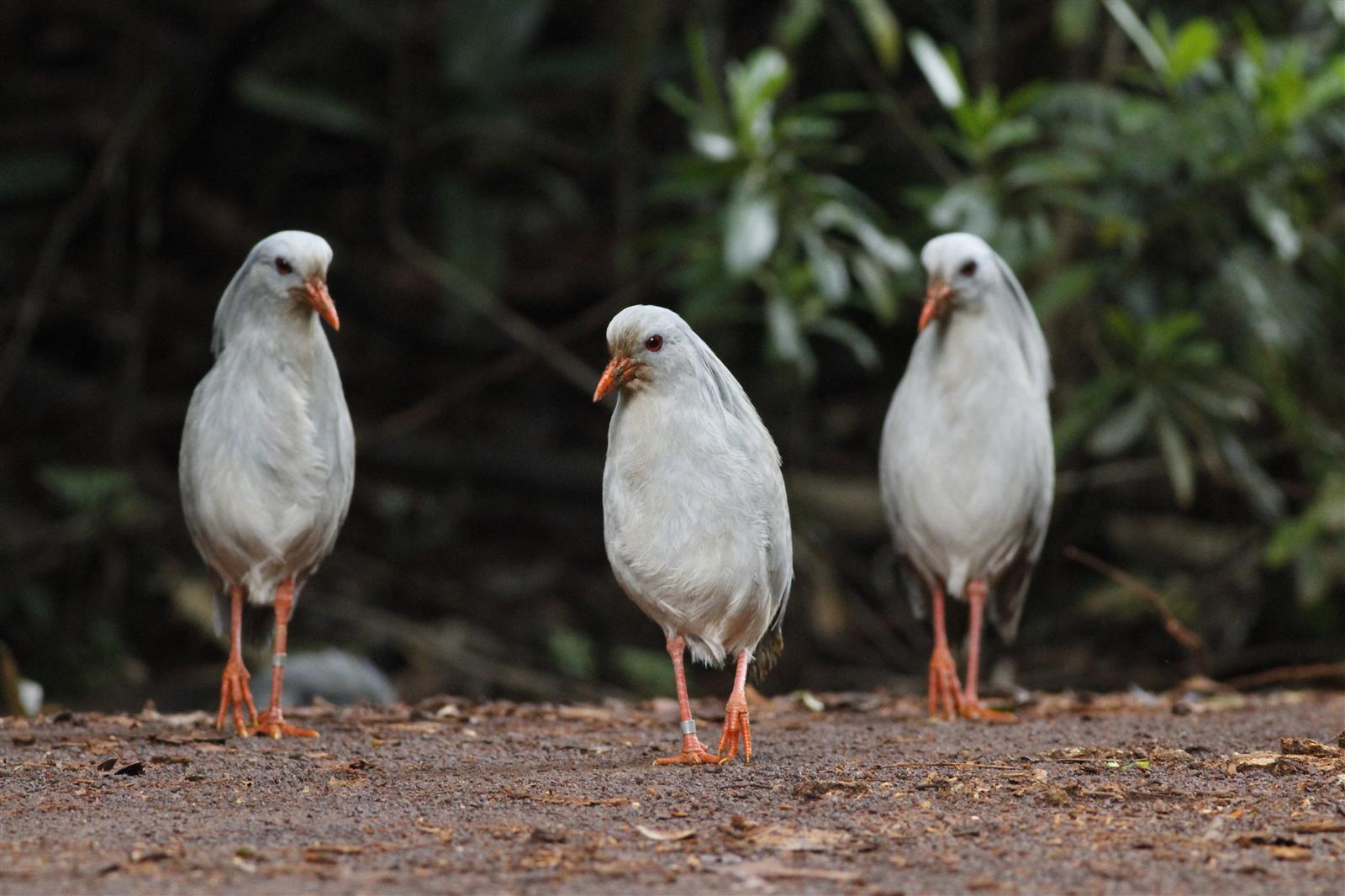 Kagu