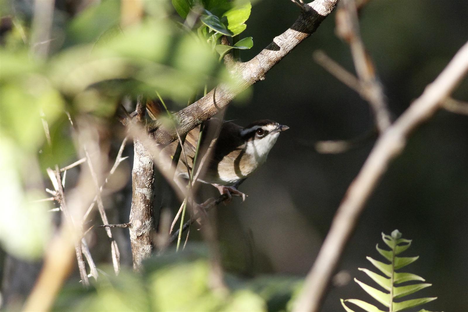 New Caledonian Grassbird