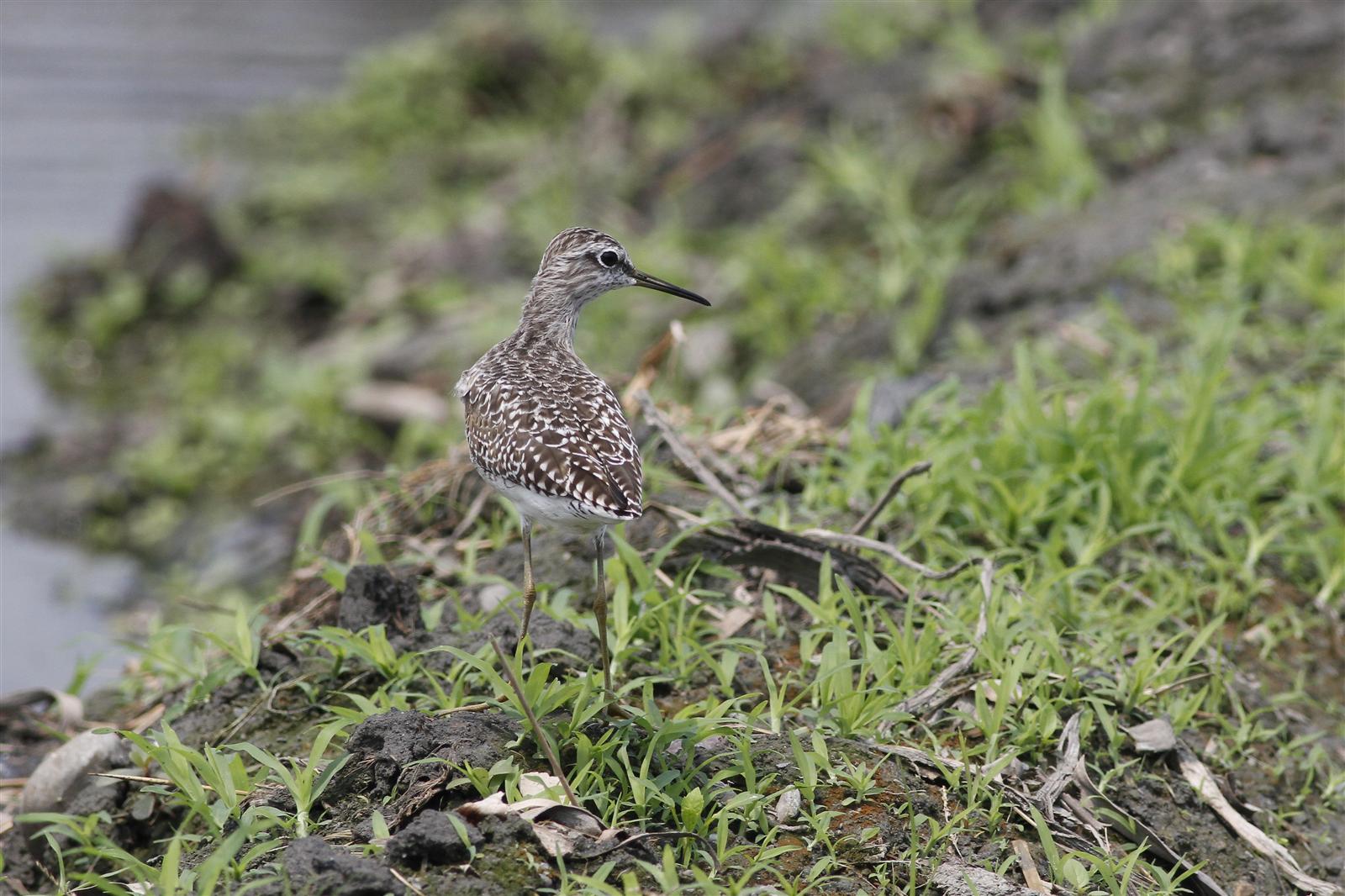 Wood Sandpiper