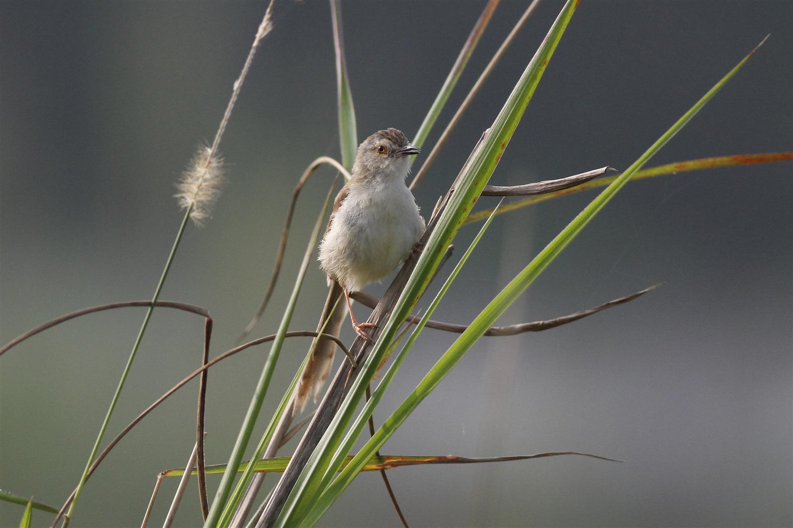 Plain Prinia