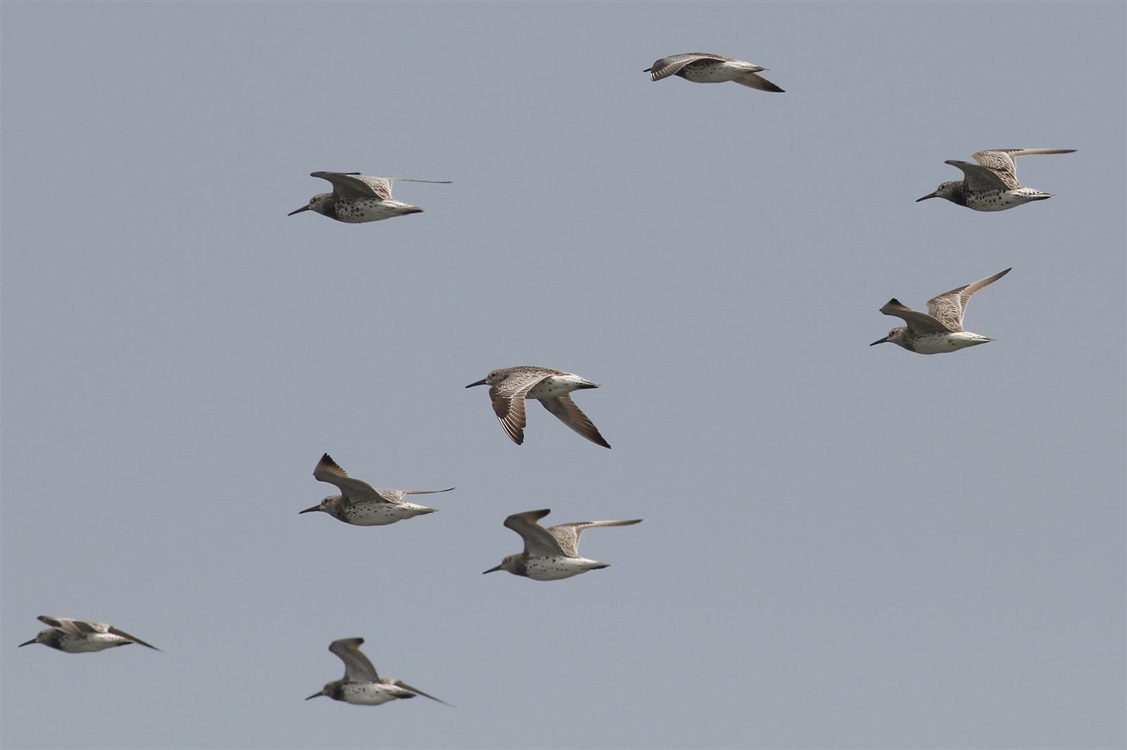 Great Knot