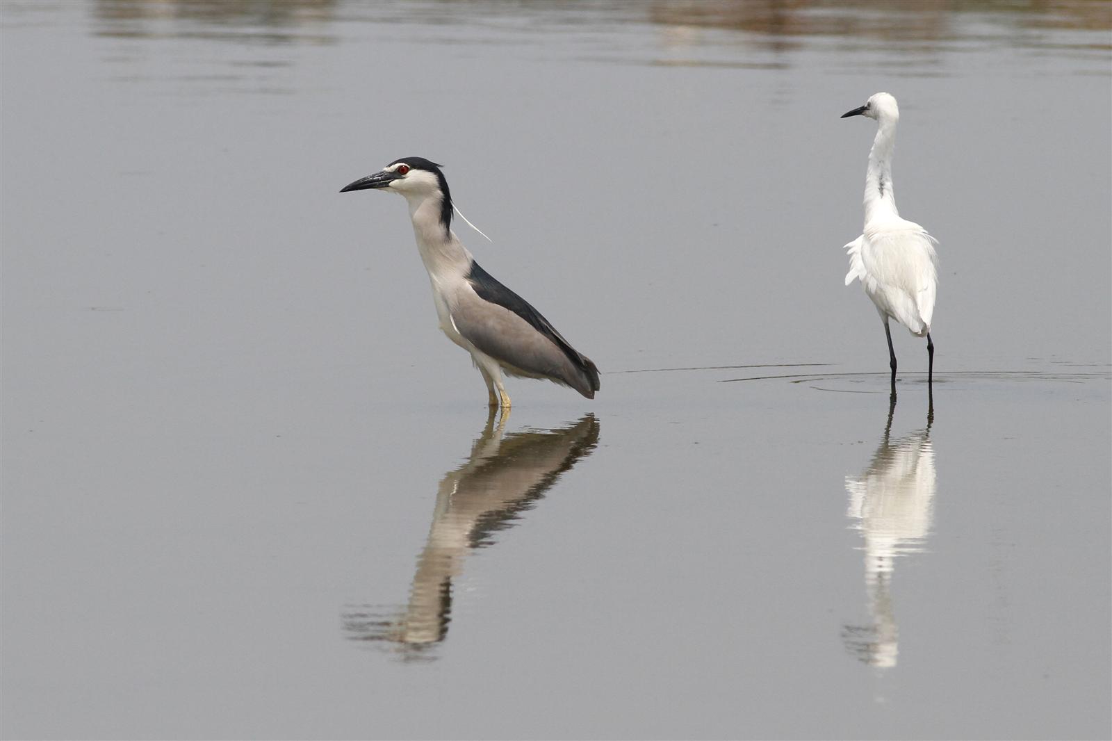 Black-crowned Night Heron