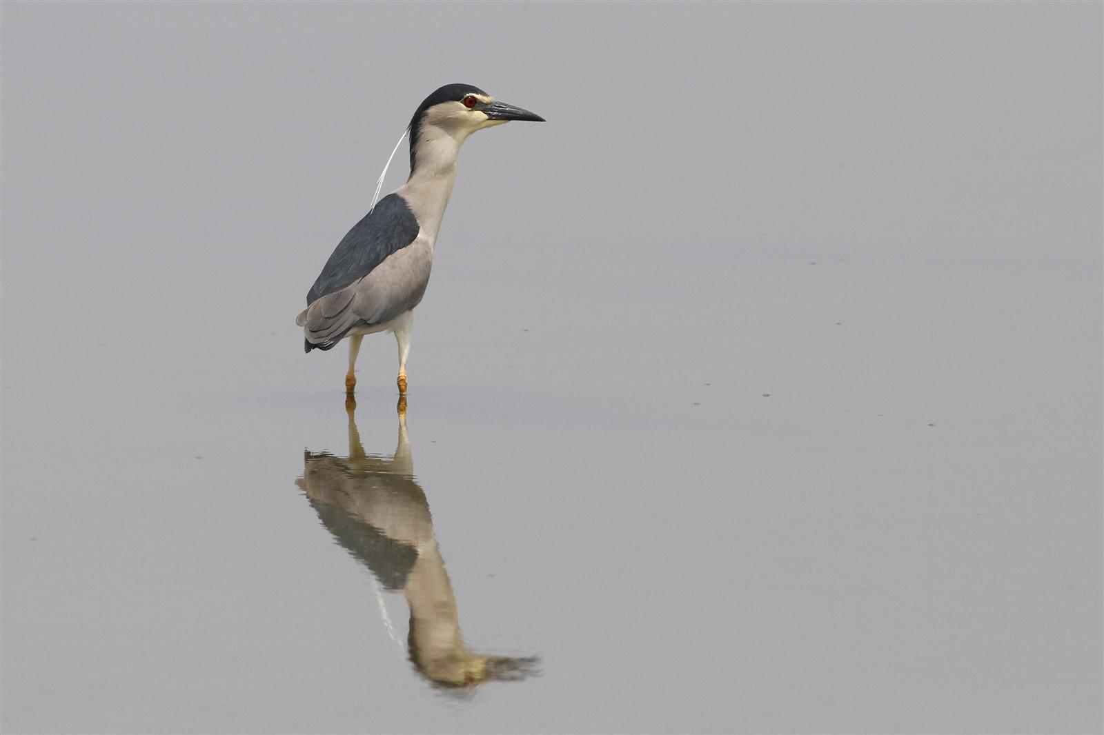 Black-crowned Night Heron