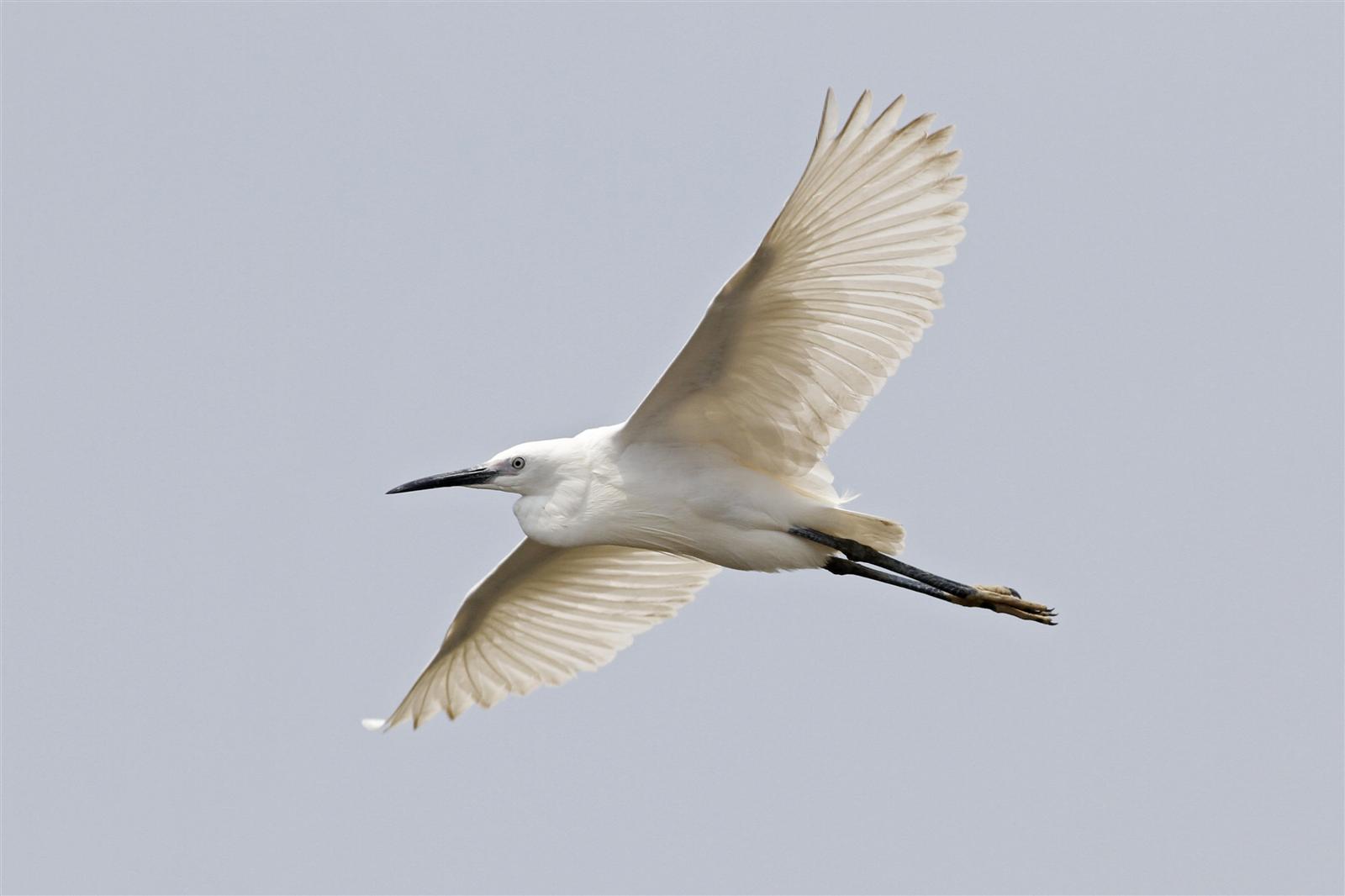 Little Egret