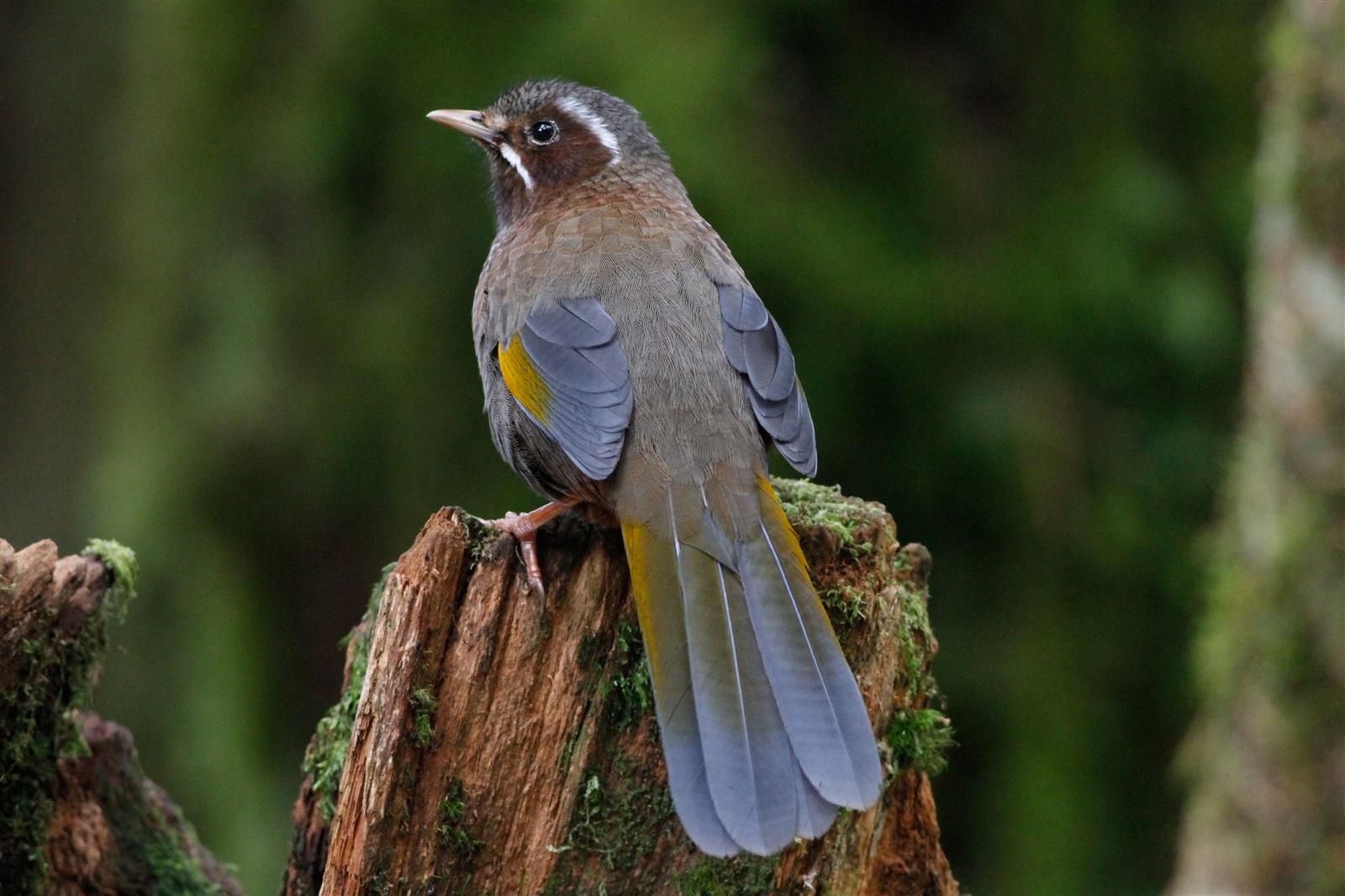 White-whiskered Laughingthrush