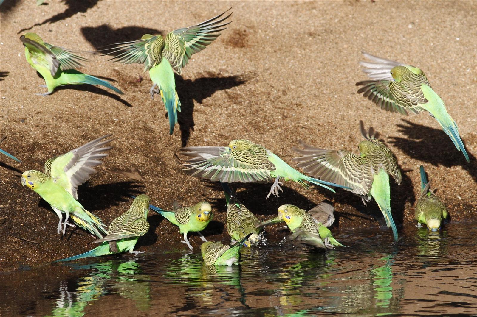 Budgerigars