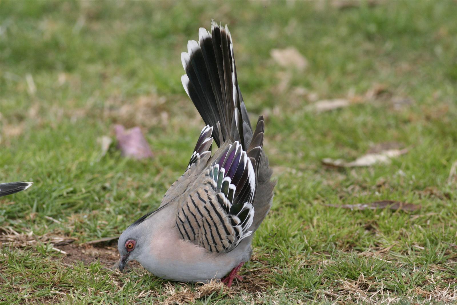 Crested Pigeon