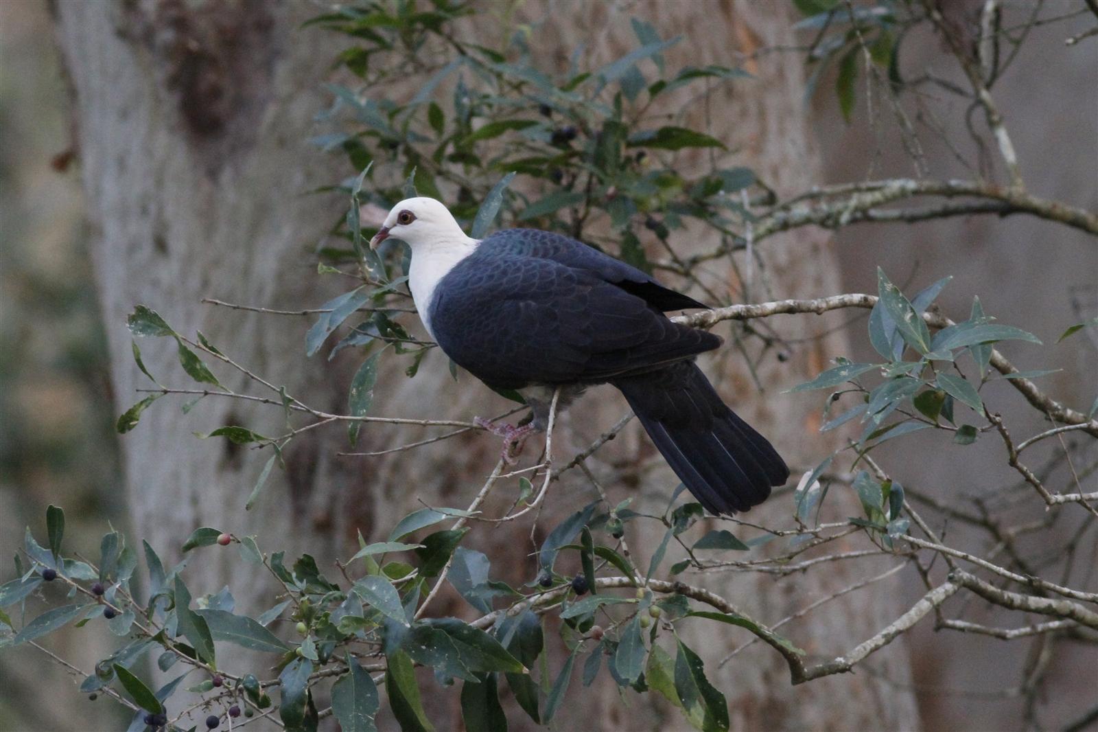 White-headed Pigeon
