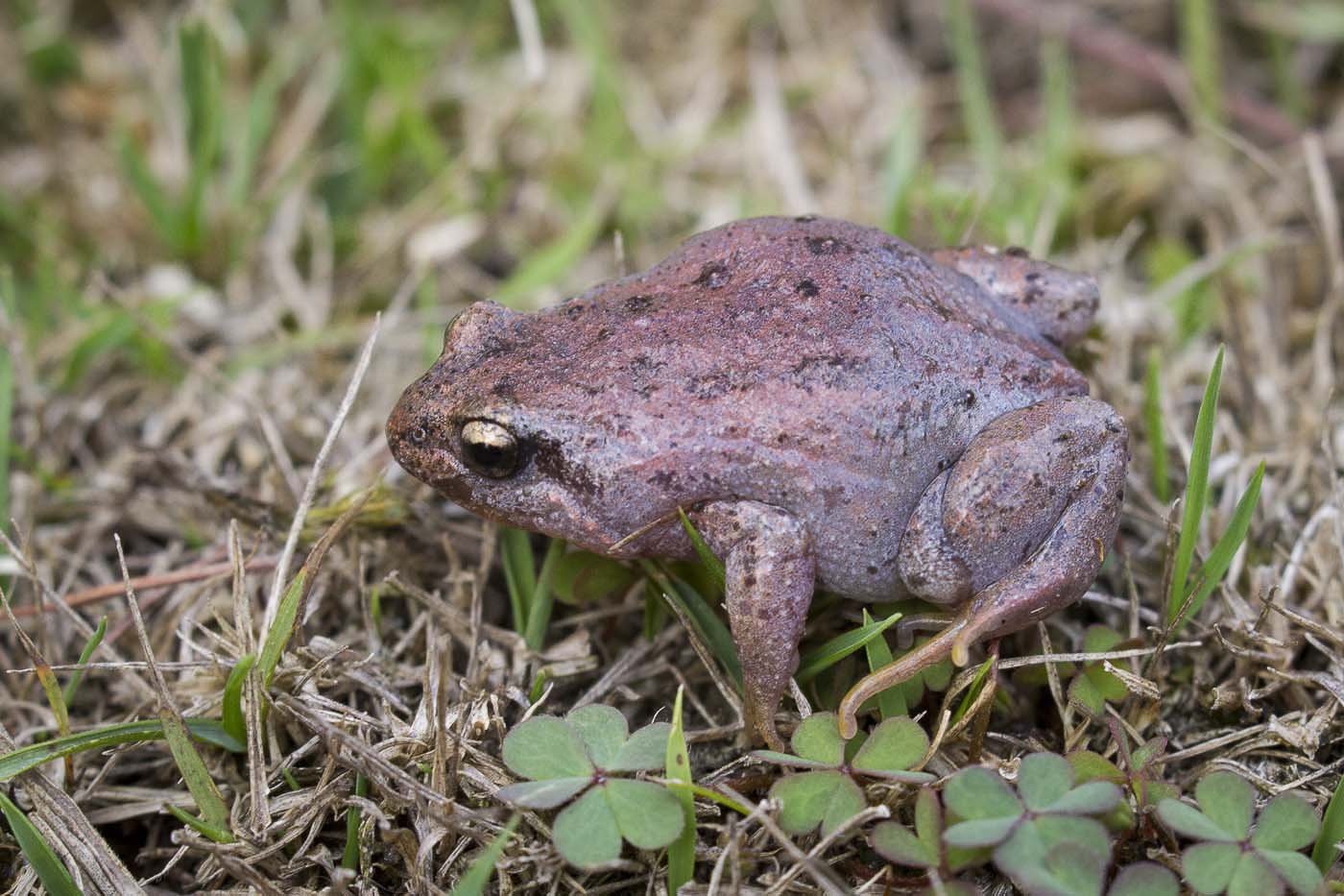 Smooth Frog