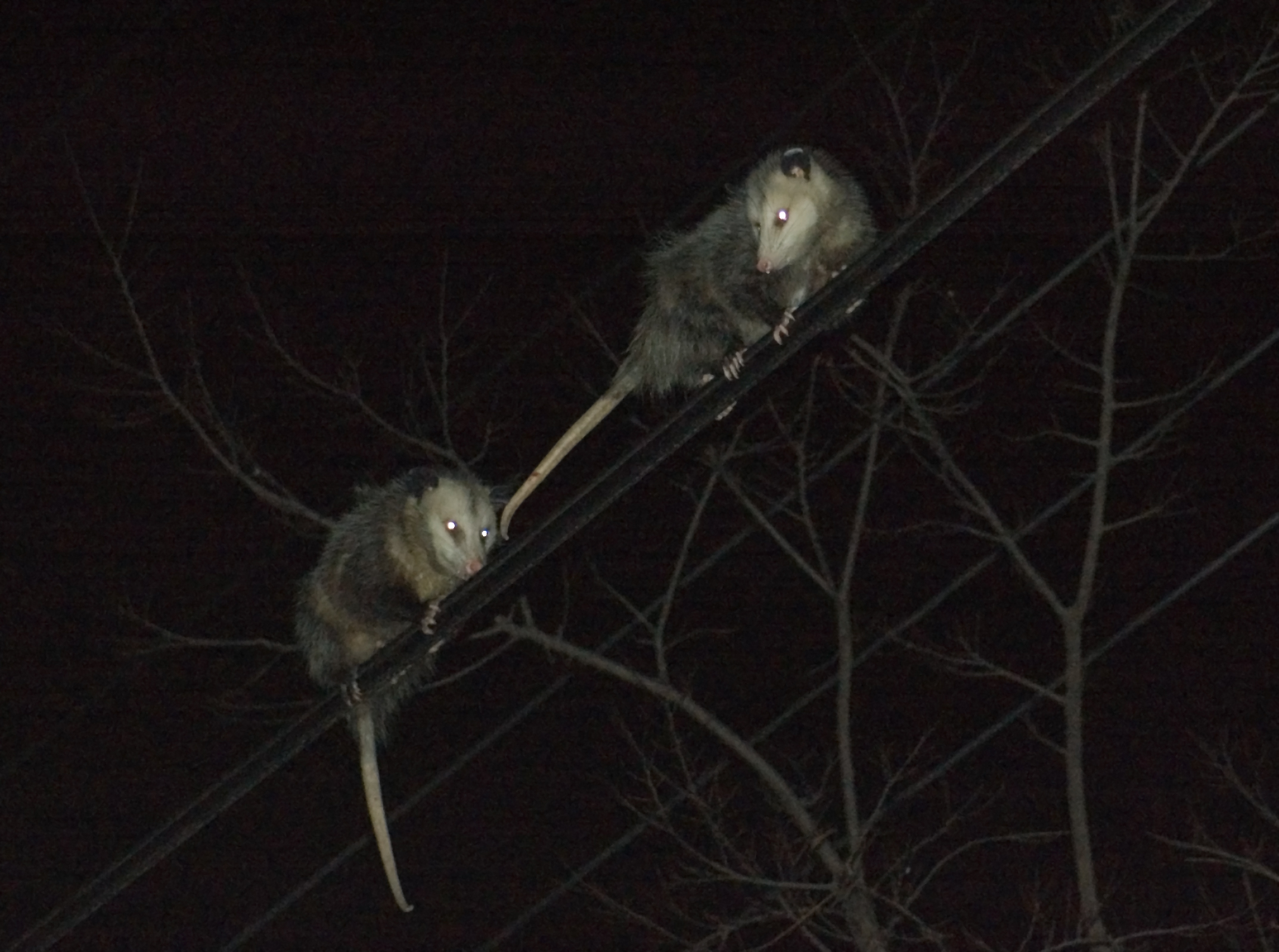 possum.jpg