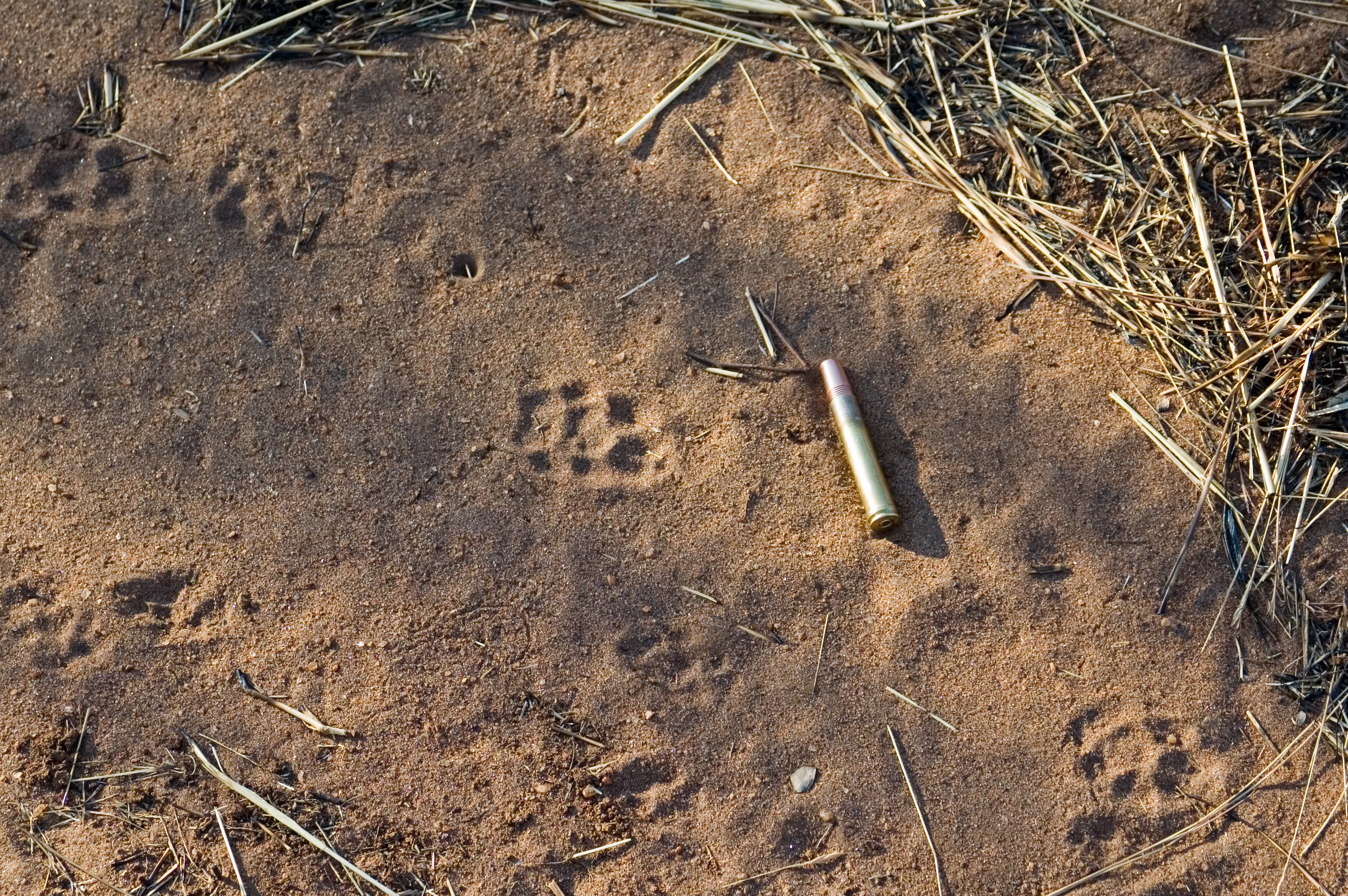 Civet Track