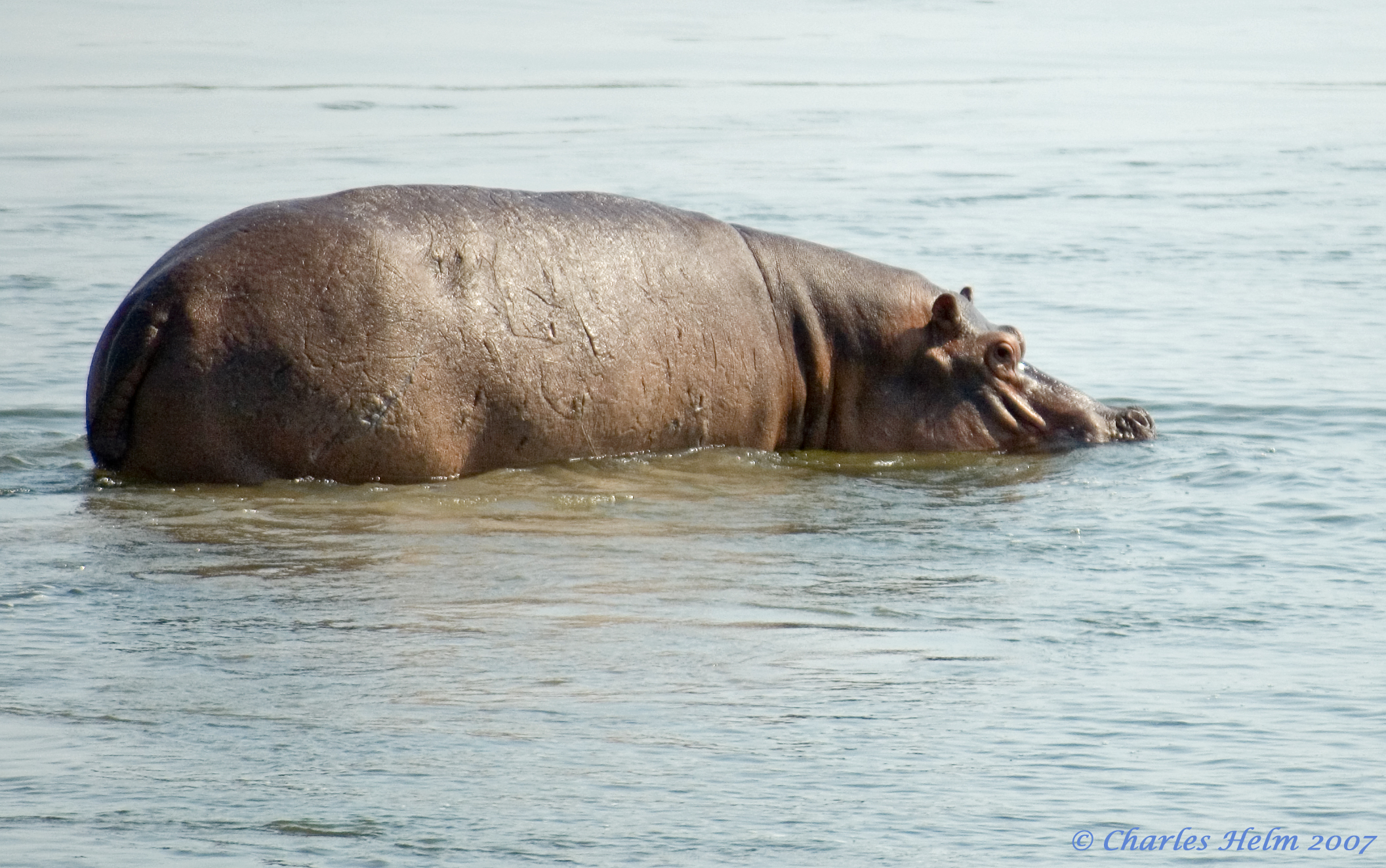 Let Sleeping Hippos Lie?
