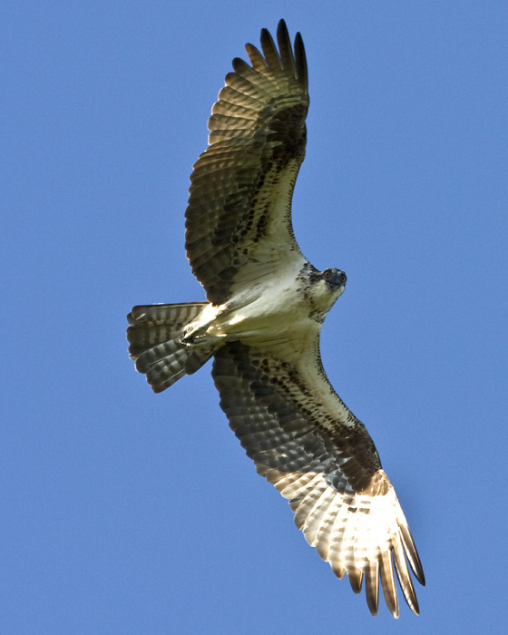 Upset Osprey