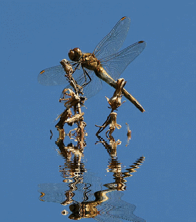 Dragonfly Gif animation
