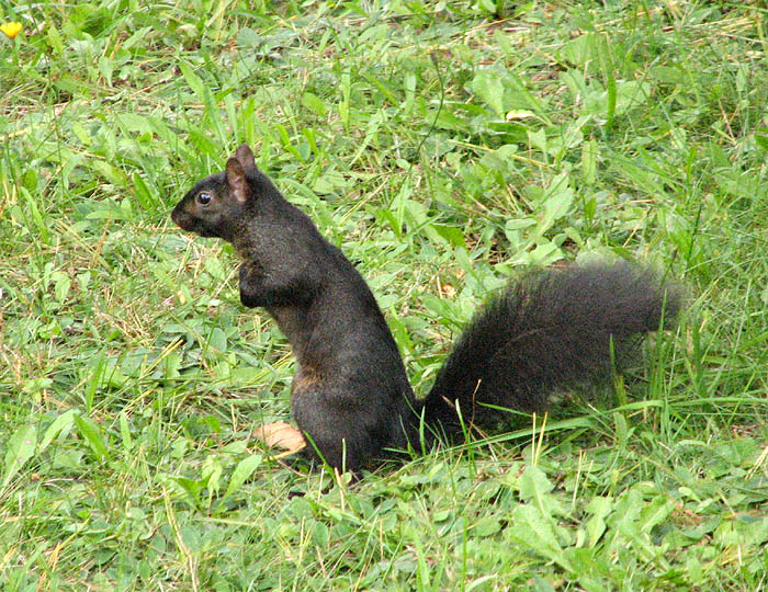 Black Squirrel Looking Around