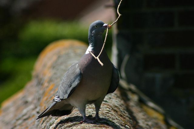 Common Wood-Pigeon.jpg