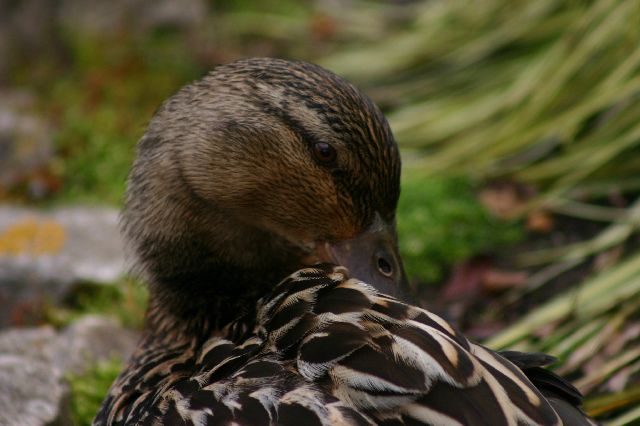 Mallard (female).jpg