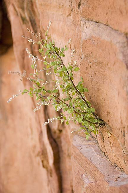 20080613 Zion2 065 copy.jpg