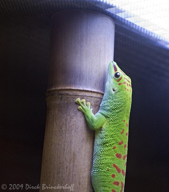 20091127 Museum-Aquarium 032GreenGko2.jpg