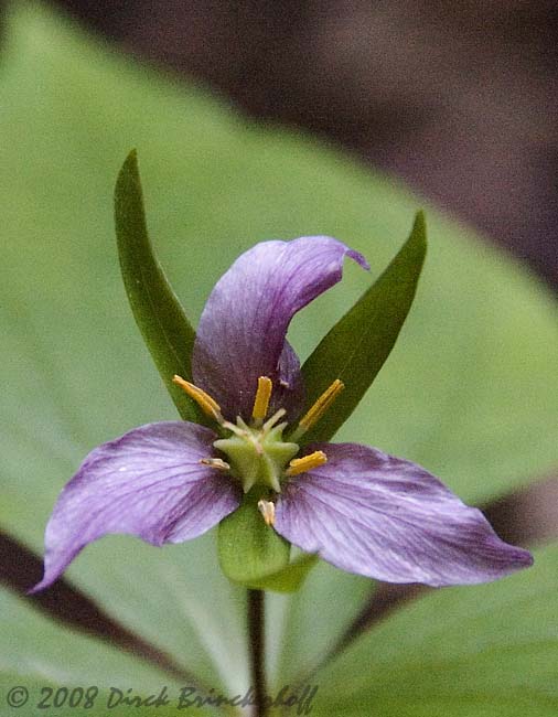 20080321 MuirWoods 036 PurpleFlower.jpg