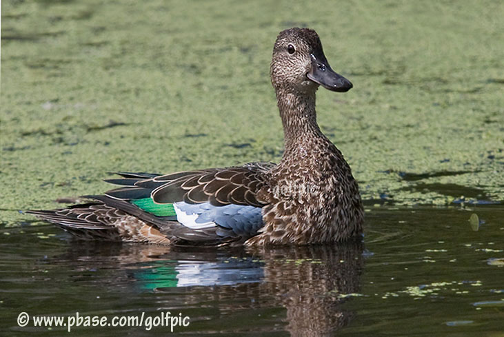 Blue-Winged Teal