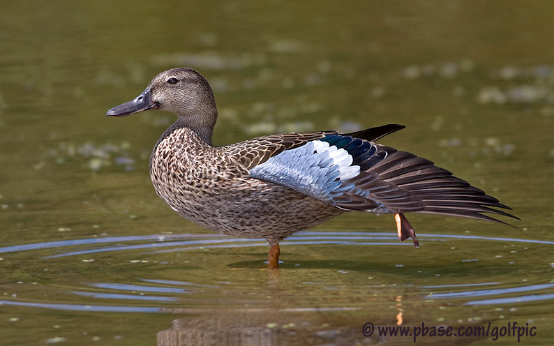 Blue-Winged Teal stretch