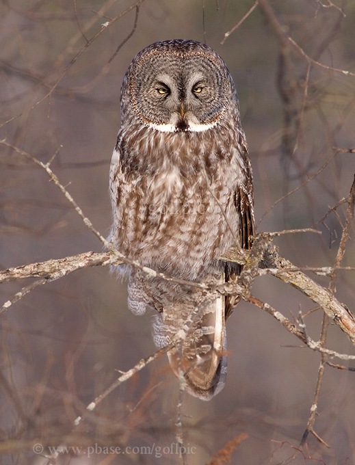 Great Gray Owl