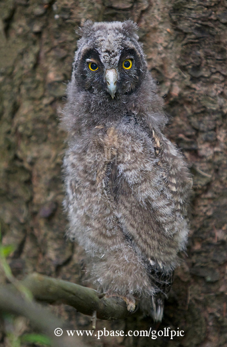 Long-eared Owl juvenile