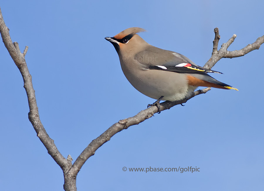 Bohemian Waxwing