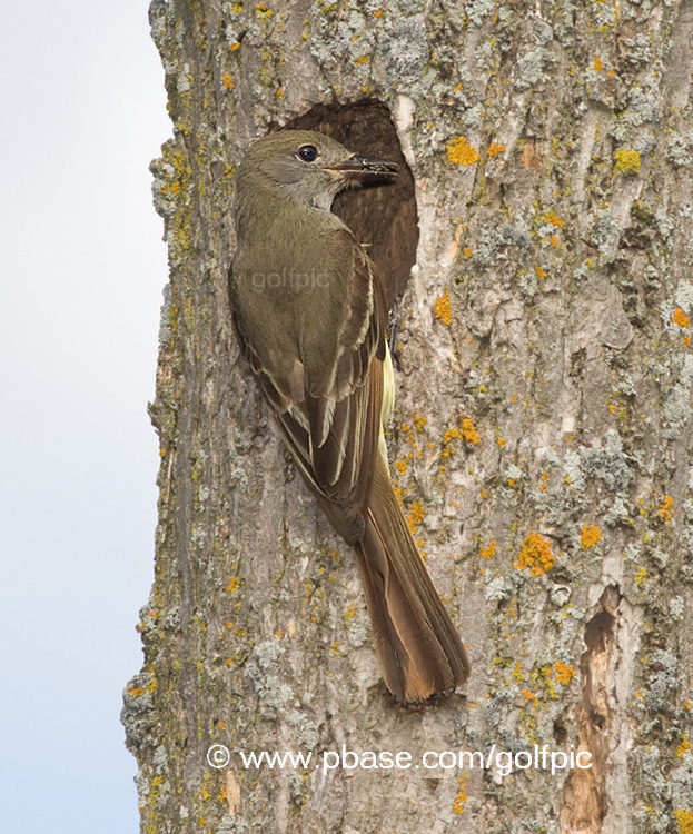 Great-Crested Flycatcher at the nest