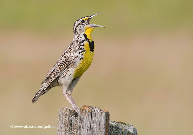 Western Meadowlark