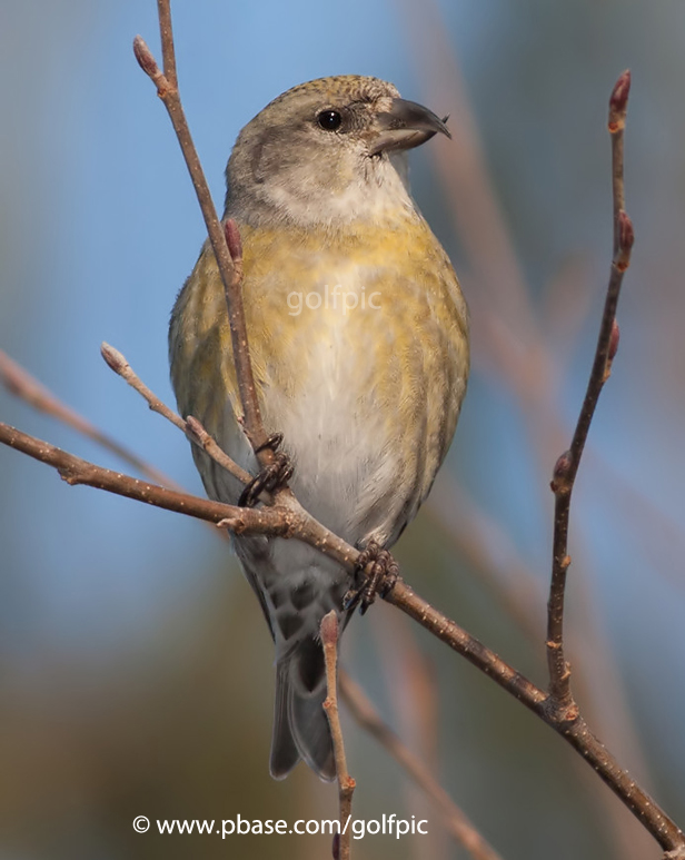 Red Crossbill (female)